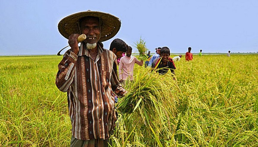 বোরোর উৎপাদন বাড়াতে ১৭০ কোটি টাকার প্রণোদনা