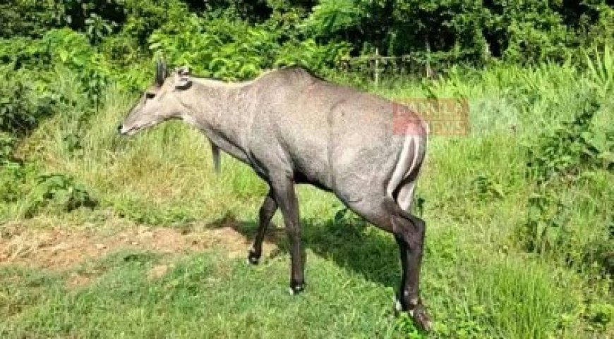 বঙ্গবন্ধু  সাফারি পার্কে বিরল প্রজাতির  নীলগাই হস্তান্তর করল  (বিজিবি)।