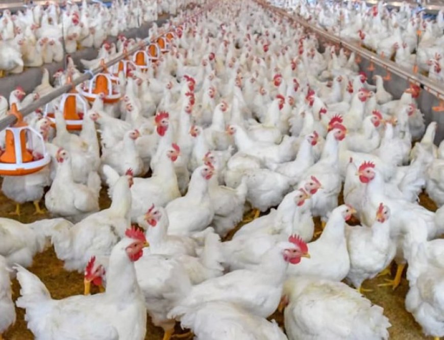 Broiler chicken meat is safe, no health risk: Agriculture Minister