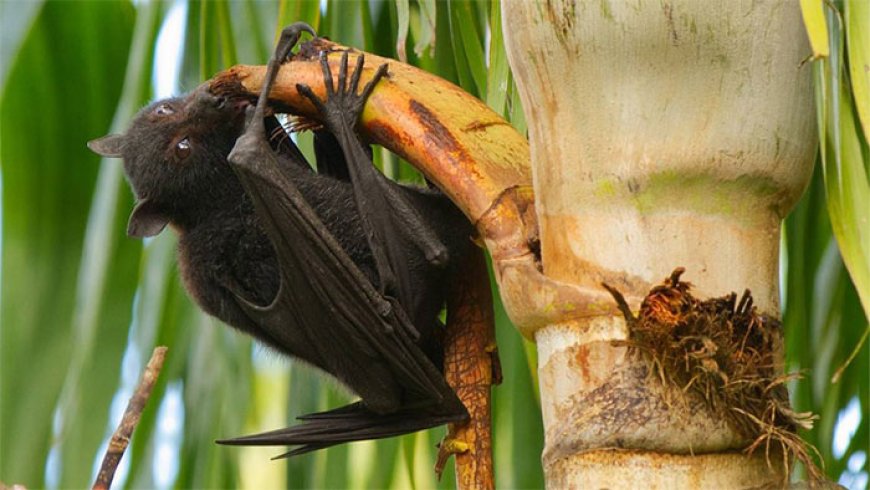 নিপাহ ভাইরাসে রাজশাহীতে এবার শিশুর মৃত্যু