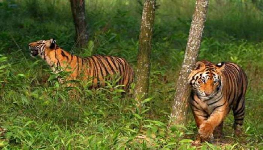 বাঘের গর্জনে আতঙ্কিত এলাকাবাসী,রাত জেগে পাহারা