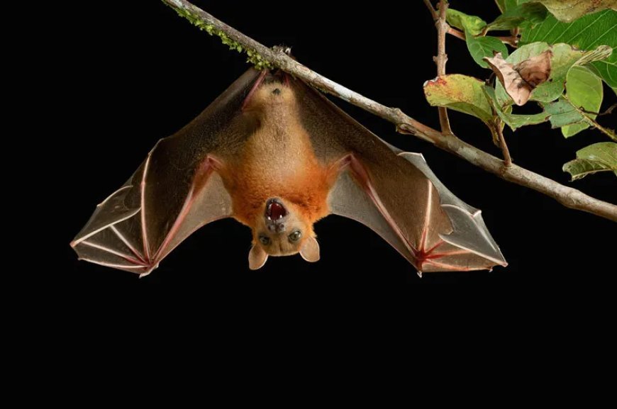 Nipah virus infection has been found in 28 districts of the country