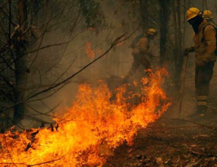 23 dead, 979 injured in wildfires in Chile