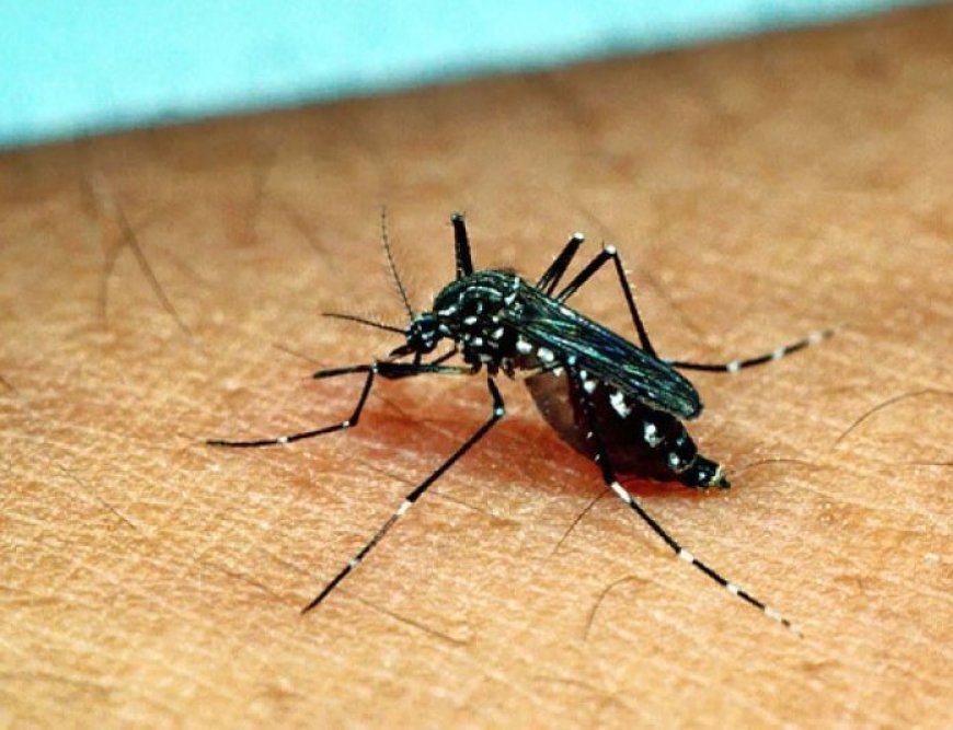 13 people are in hospital due to dengue