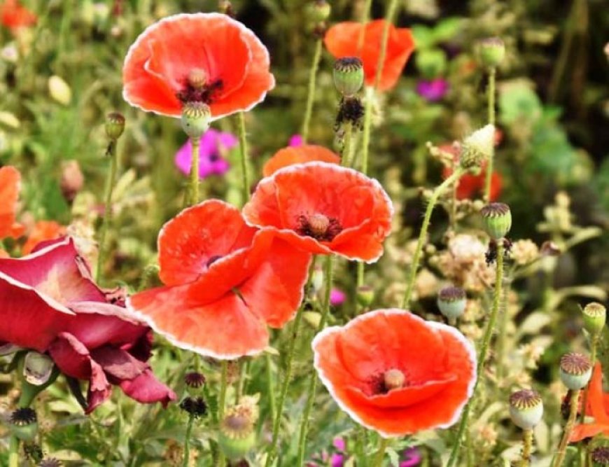 Prohibited cultivation of poppy is taking place in the grounds of Rajshahi University of Engineering and Technology