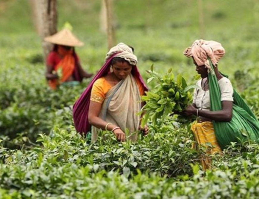 Tea workers will get Tk 5,000 per person as arrears of wages