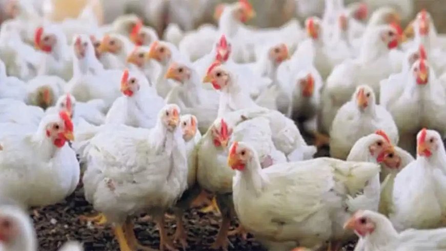 The price of broiler chicken is increasing again