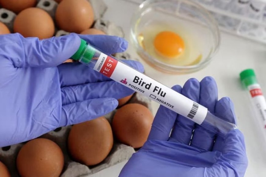 Bird flu has been detected in humans for the first time in Chile